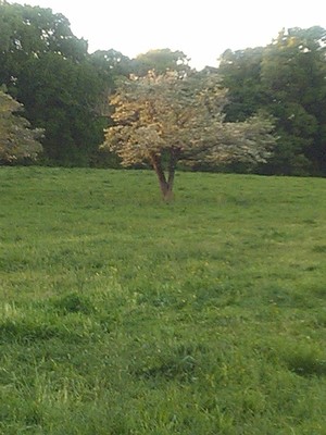 Red Hill Farms