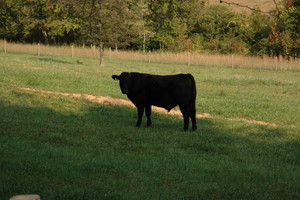 Waverly Farms