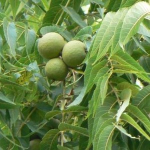 Kettleweed Herbals
