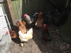 Nana's Garden