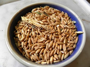 Camas Permaculture
