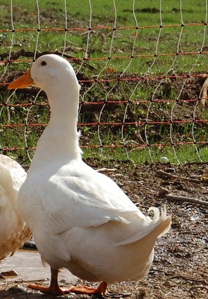 B&D Poultry Farms