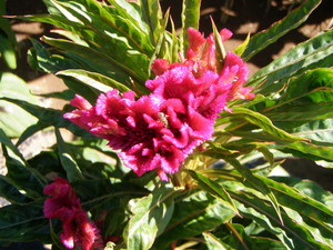 Samantha's Heirlooms and Exotics, LLC