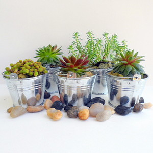 So Succulent Gardens