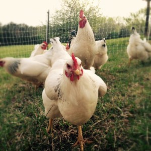 RainArt Farms