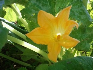 PinnacleFarms