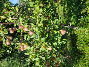 Jersey Isle Orchard