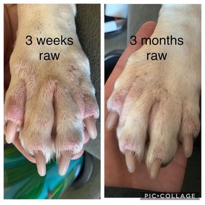 Ferox Holistic Pet Food