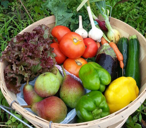 McCollum Orchards CSA Farm Share