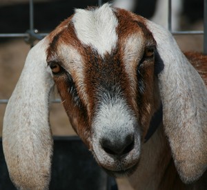 Adobe Farm