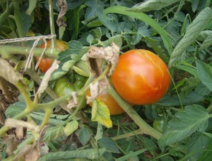 Peacefully HomeGrown