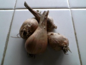 Meggies Farm