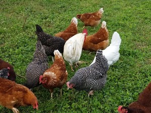 Venice Free Range Chickens