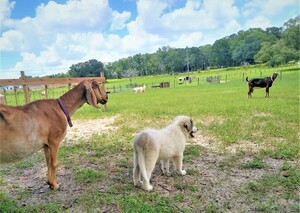 Sweet Briar Farm