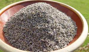 Castle Rock Lavender