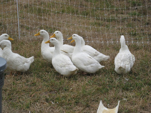Dog Mountain Farm