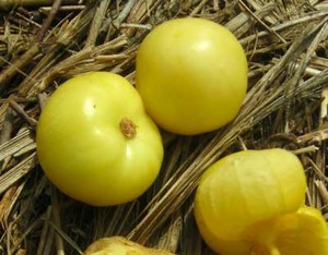 Southern Exposure Seed Exchange
