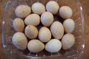 Lake Meadow Naturals, LLC
