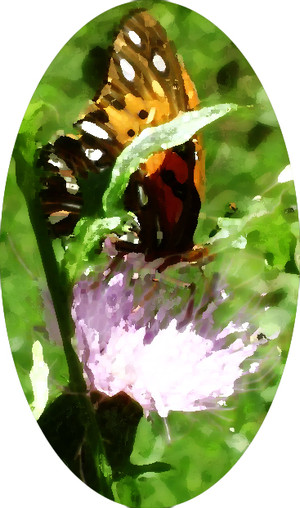 Thistle Ridge Farm