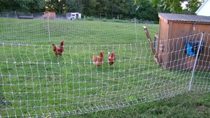 Miolea Organic Farm