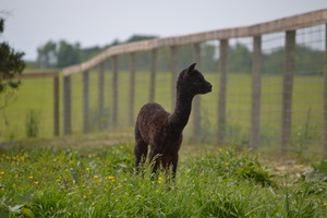 Tag Along Alpacas, LLC