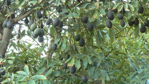 Fenton Family Farm