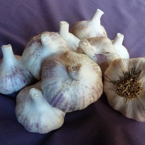 Red Gate Garlic LLC