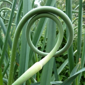 Red Gate Garlic LLC