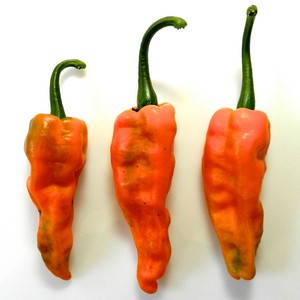 Wayland Chiles