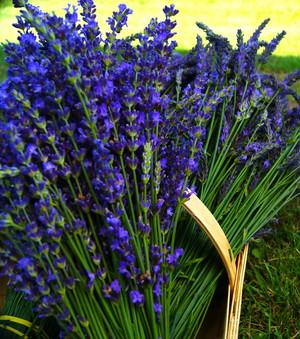 Castle Rock Lavender
