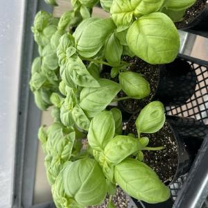 Bayfield Foods CSA