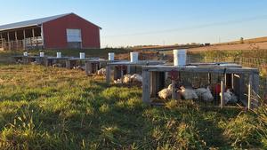 Circle G Poultry