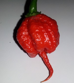 Bohica Pepper Hut