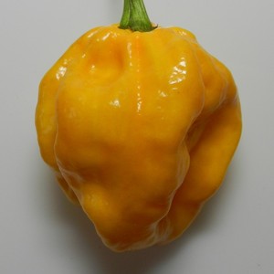 Wayland Chiles