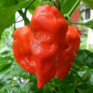Wayland Chiles