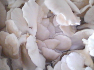 Elm Oyster Mushrooms