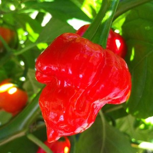 Wayland Chiles