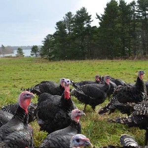 Wolfe's Neck Farm