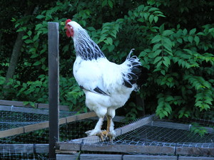 Greenleaf Chickens