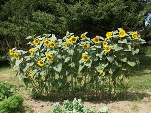 Stillwater Valley Farm