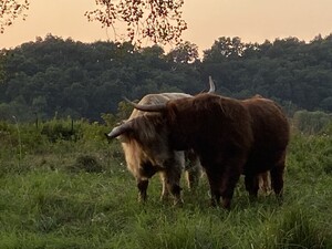 Rockin Highlands Farms