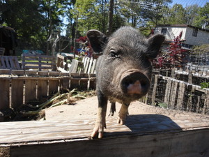 Root 'N Roost Farm