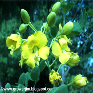 Grower Jim's Plants and Produce LLC
