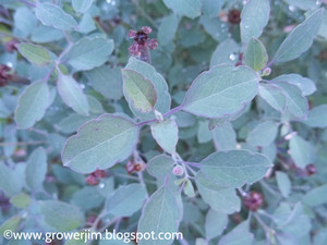 Grower Jim's Plants and Produce LLC