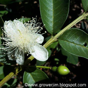 Grower Jim's Plants and Produce LLC