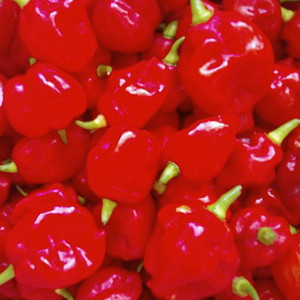 Grower Jim's Plants and Produce LLC