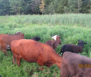 Farmer Brown