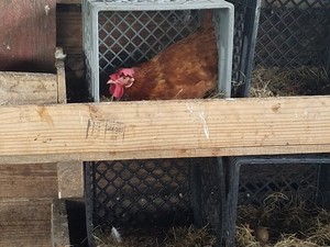 Venice Free Range Chickens
