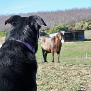 Wise Acre Farm