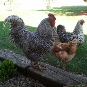 Clearcreek Homestead